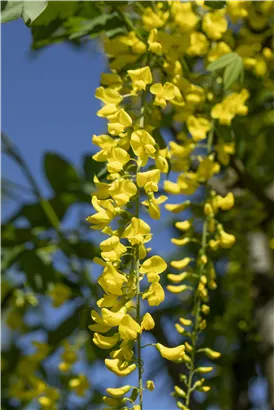 Edel-Goldregen - Laburnum watereri 'Vossii'