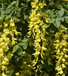 Edel-Goldregen - Laburnum watereri 'Vossii'