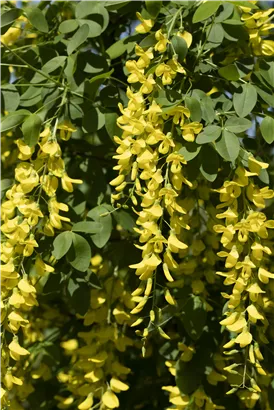 Edel-Goldregen - Laburnum watereri 'Vossii'