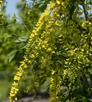 Edel-Goldregen - Laburnum watereri 'Vossii'