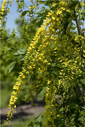 Edel-Goldregen - Laburnum watereri 'Vossii'