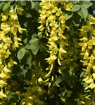 Edel-Goldregen - Laburnum watereri 'Vossii'