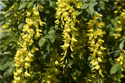 Edel-Goldregen - Laburnum watereri 'Vossii'