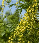 Edel-Goldregen - Laburnum watereri 'Vossii'