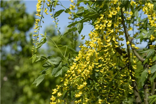 Edel-Goldregen - Laburnum watereri 'Vossii'