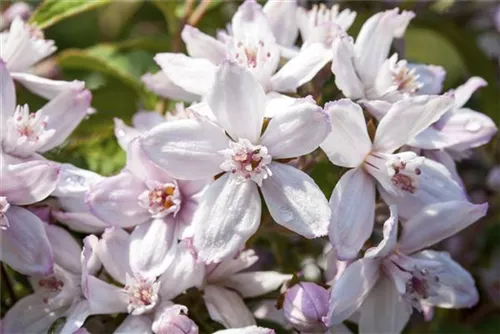 Rosendeutzie - Deutzia hybrida 'Mont Rose' - Wildgehölze