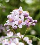 Rosendeutzie - Deutzia hybrida 'Mont Rose' - Wildgehölze