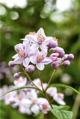 Rosendeutzie - Deutzia hybrida 'Mont Rose' - Wildgehölze