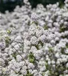 Rosendeutzie - Deutzia hybrida 'Mont Rose' - Wildgehölze