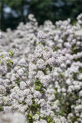 Rosendeutzie - Deutzia hybrida 'Mont Rose' - Wildgehölze