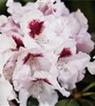 Rhododendron-Hybride 'Graffito' -R- - Rhododendron Hybr.'Graffito' -R- III