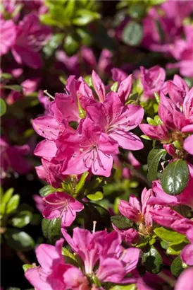 Japanische Azalee 'Kermesina' - Rhododendron obt.'Kermesina' II