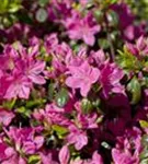 Japanische Azalee 'Kermesina' - Rhododendron obt.'Kermesina' II