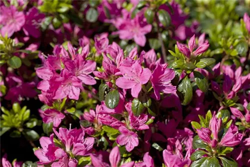 Japanische Azalee 'Kermesina' - Rhododendron obt.'Kermesina' II