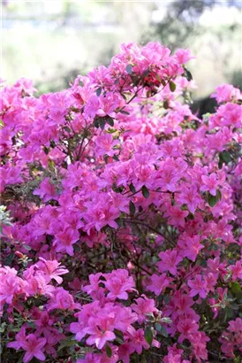 Japanische Azalee 'Kermesina' - Rhododendron obt.'Kermesina' II