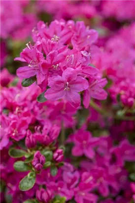 Japanische Azalee 'Kermesina' - Rhododendron obt.'Kermesina' II