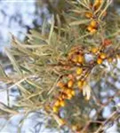 Sanddorn - Hippophae rhamnoides