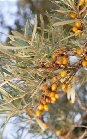 Hippophae rhamnoides