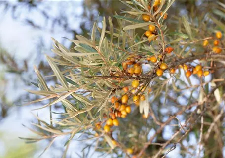 Hippophae rhamnoides - Sanddorn