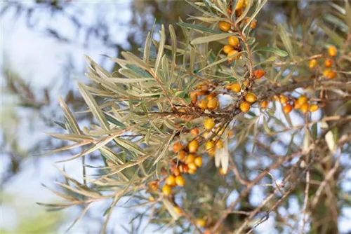 Sanddorn - Hippophae rhamnoides