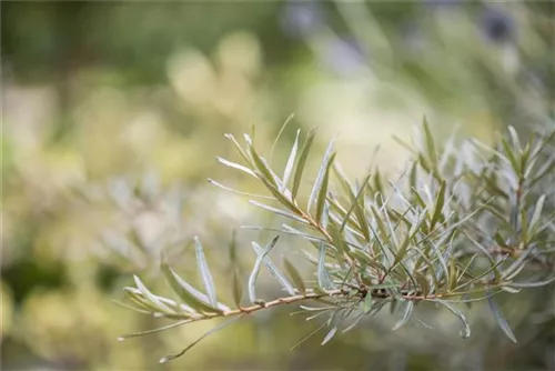 Sanddorn - Hippophae rhamnoides