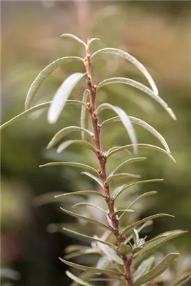 Sanddorn - Hippophae rhamnoides