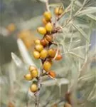 Sanddorn - Hippophae rhamnoides