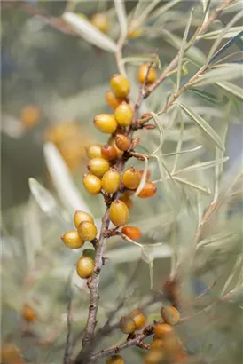 Sanddorn - Hippophae rhamnoides