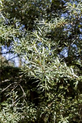 Sanddorn, männl.'Pollmix' - Hippophae rhamnoides 'Pollmix'