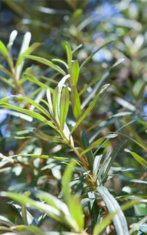 Hippophae rhamnoides 'Pollmix'