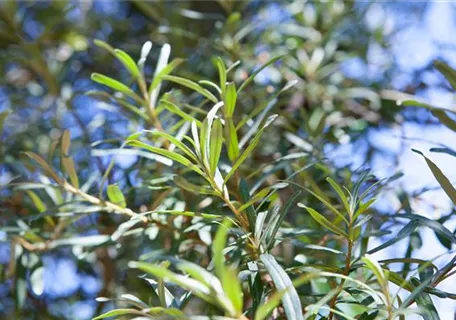 Hippophae rhamnoides 'Pollmix' - Sanddorn, männl.'Pollmix'