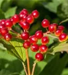 Gemeiner Schneeball - Viburnum opulus