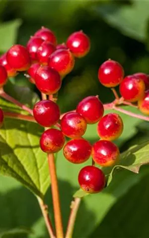 Viburnum opulus