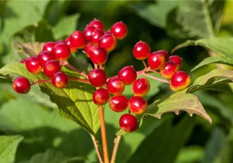 Viburnum opulus - Gemeiner Schneeball