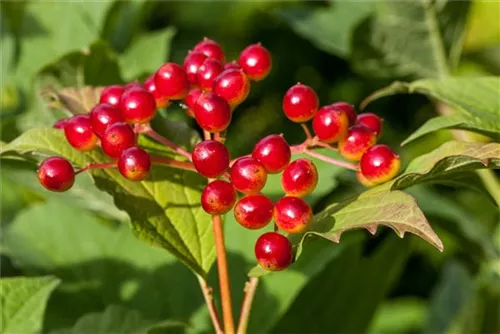 Gemeiner Schneeball - Viburnum opulus