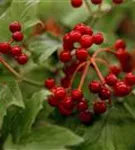 Gemeiner Schneeball - Viburnum opulus