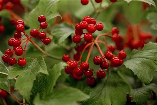 Gemeiner Schneeball - Viburnum opulus