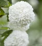 Gewöhnlicher Schneeball 'Roseum' - Viburnum opulus 'Roseum'