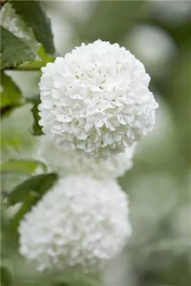 Gewöhnlicher Schneeball 'Roseum' - Viburnum opulus 'Roseum'