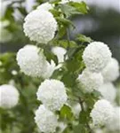 Gewöhnlicher Schneeball 'Roseum' - Viburnum opulus 'Roseum'