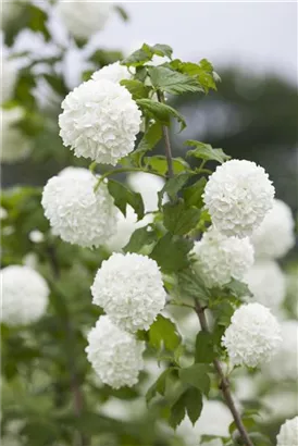 Gewöhnlicher Schneeball 'Roseum' - Viburnum opulus 'Roseum'