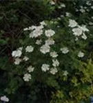 Gemeiner Schneeball - Viburnum opulus