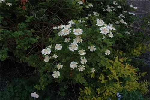 Gemeiner Schneeball - Viburnum opulus