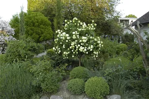 Gemeiner Schneeball - Viburnum opulus