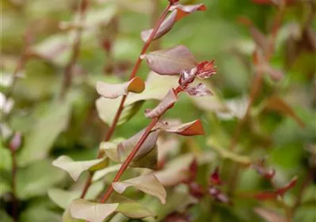 Lagerstroemia indica - Chinesische Kräuselmyrte