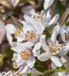 Kalmiendeutzie - Deutzia kalmiiflora