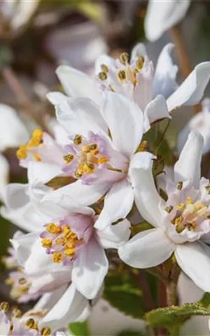 Deutzia kalmiiflora