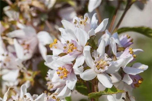 Kalmiendeutzie - Deutzia kalmiiflora