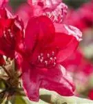 Rhododendron-Hybr.'Hachm.Feuerschein' -R- - Rhododendron Hybr.'Hachm.Feuerschein' -R- III