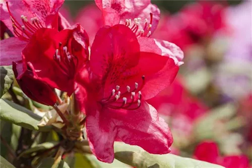 Rhododendron-Hybr.'Hachm.Feuerschein' -R- - Rhododendron Hybr.'Hachm.Feuerschein' -R- III